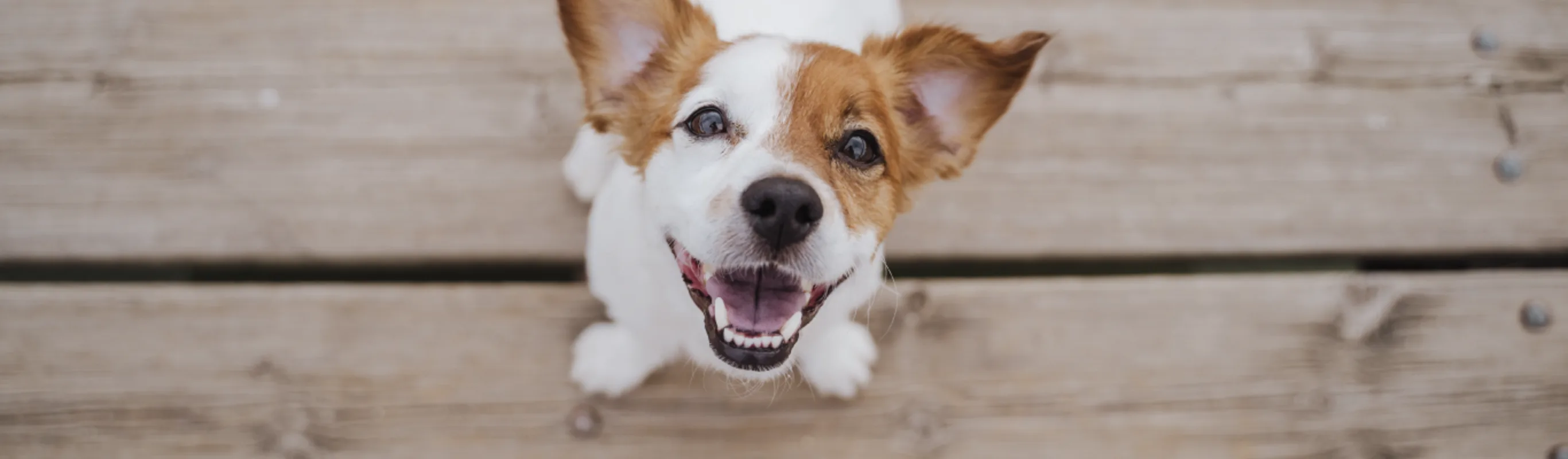 Dog smiling at the camera